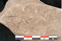 Foto (Detailansicht) von Taxodium distichum miocenicum Heer (NHMW-GEO-2024-0188-6410)